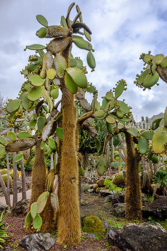 Opuntia Echios(植物园Viera和Clavijo，格兰卡纳利亚，加那利群岛)
